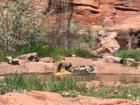 USA-20170531-258